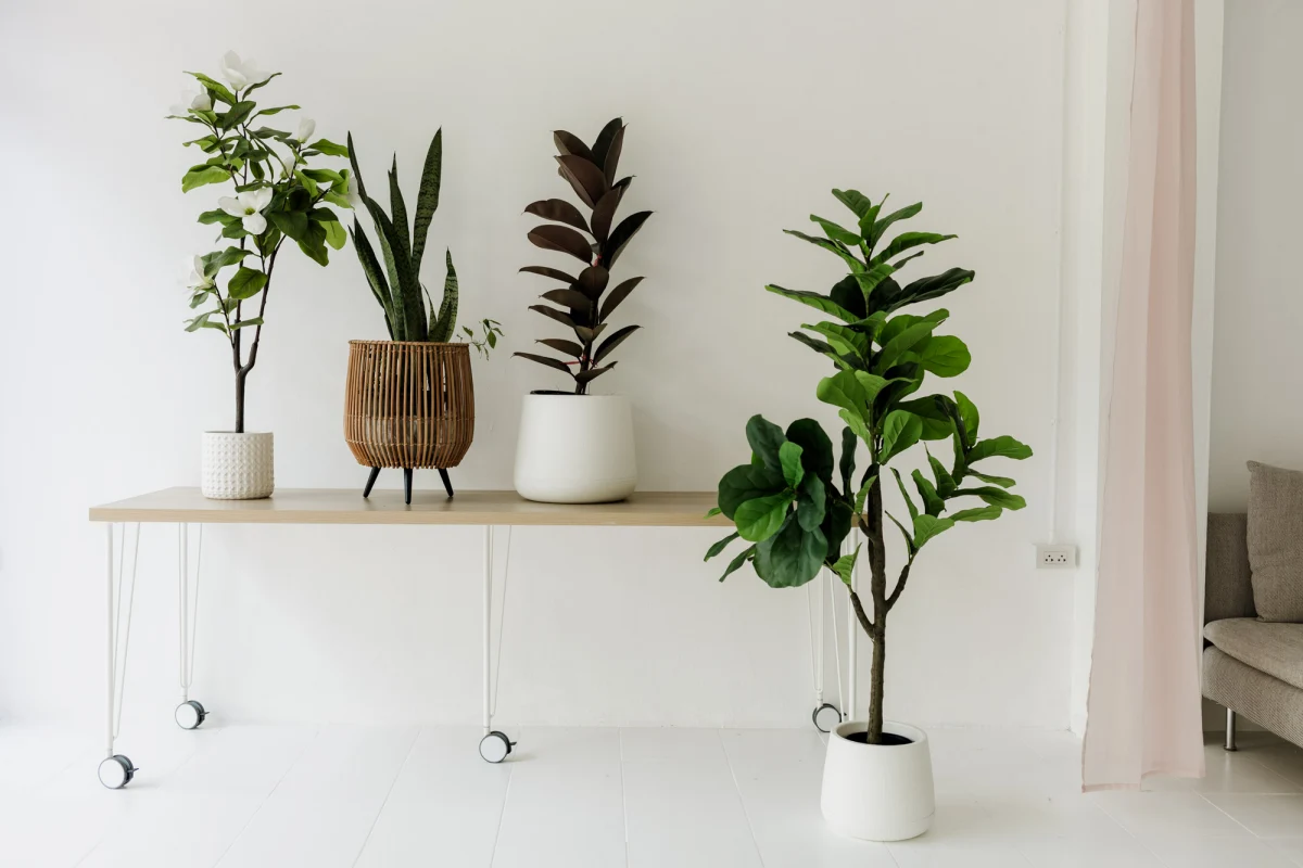 Artistic product imagery showcasing beverage branding in natural light